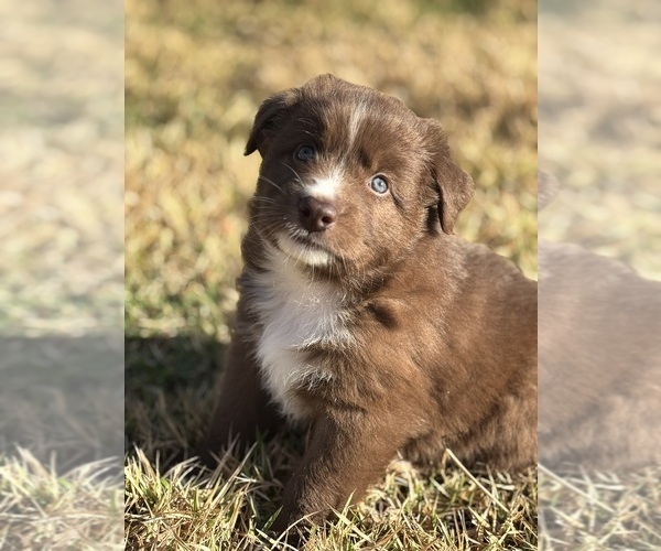 Medium Photo #3 Australian Shepherd Puppy For Sale in PANAMA CITY, FL, USA