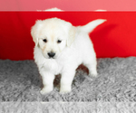 Small #3 English Cream Golden Retriever