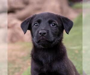Labrador Retriever-Unknown Mix Dogs for adoption in San Diego, CA, USA