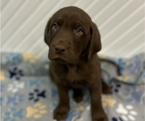 Labrador Retriever Puppy for sale in WATERLOO, IL, USA