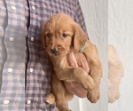 Small Photo #2 Golden Retriever Puppy For Sale in AQUILLA, TX, USA