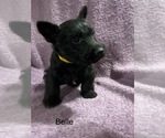 Puppy Belle  pending Scottish Terrier