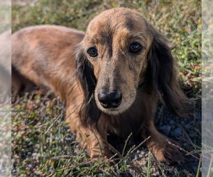 Nina in TN - Female Dachshund Dog for Adoption - Photo #4