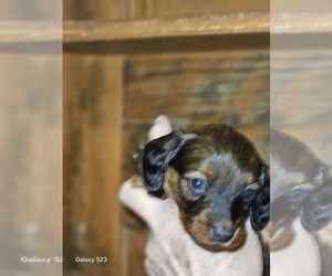 Dachshund Puppy for sale in FOX, MT, USA
