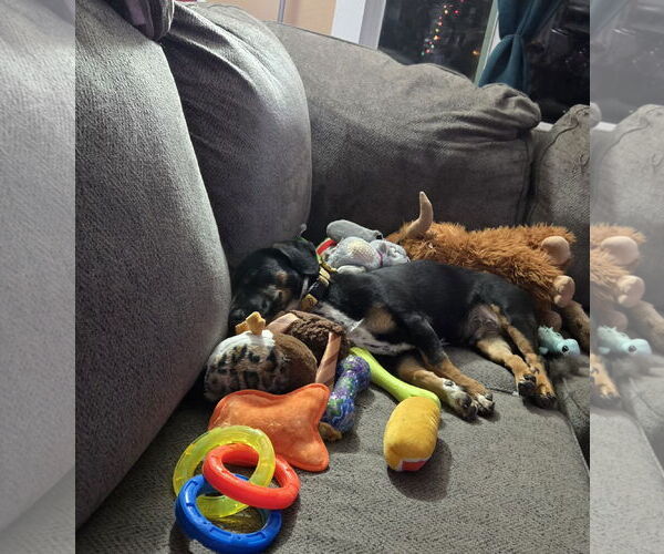 Medium Photo #7 Dachshund-Unknown Mix Puppy For Sale in Denver , CO, USA