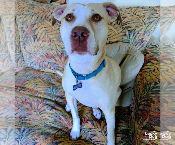 Medium Photo #6 Retriever -Unknown Mix Puppy For Sale in Washington, DC, USA