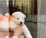 Small #1 Siberian Husky