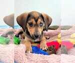 Small Photo #2 Mutt Puppy For Sale in Des Moines, IA, USA