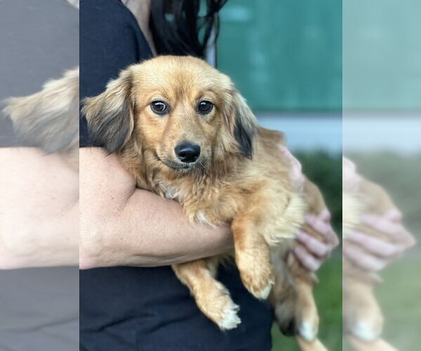 Medium Photo #2 Colonial Cocker Spaniel-Unknown Mix Puppy For Sale in Dana Point, CA, USA