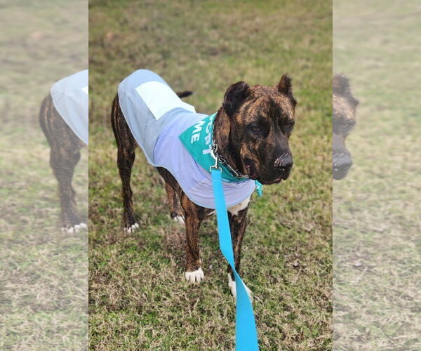 Medium Photo #3 Mutt Puppy For Sale in Shreveport, LA, USA