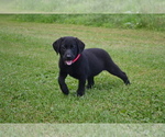 Puppy Gwenda Labrador Retriever