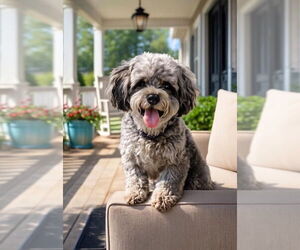 Shih Tzu-Unknown Mix Dogs for adoption in Arlington, VA, USA