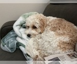 Small #1 Cavachon
