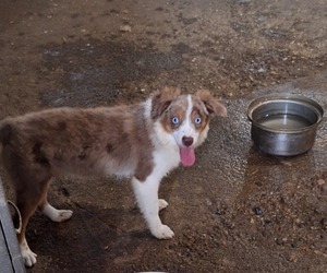 Miniature Australian Shepherd Puppy for Sale in FAIRVIEW, South Dakota USA