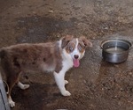 Small Miniature Australian Shepherd