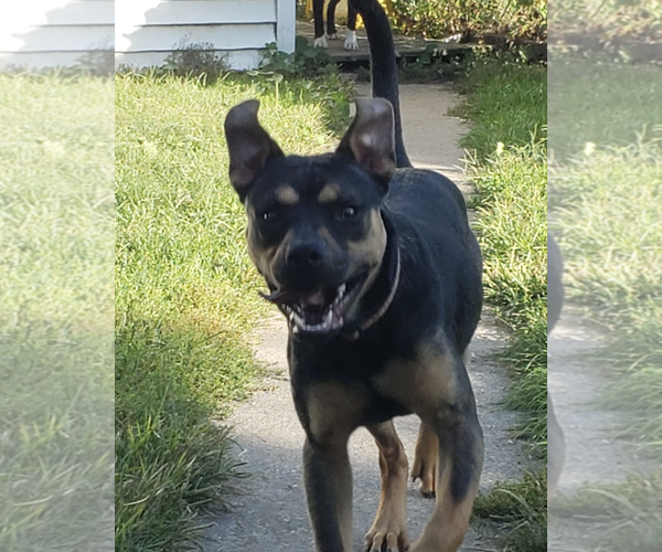 Medium Photo #4 Mutt Puppy For Sale in Plainfield, IL, USA