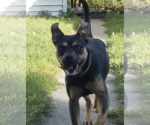 Small #3 Mutt