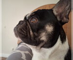 Small #1 French Bulldog