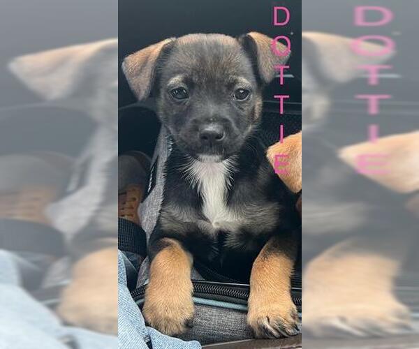 Medium Photo #1 German Shepherd Dog-Unknown Mix Puppy For Sale in Houston, TX, USA