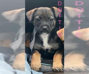 German Shepherd Dog-Unknown Mix Dogs for adoption in Houston, TX, USA