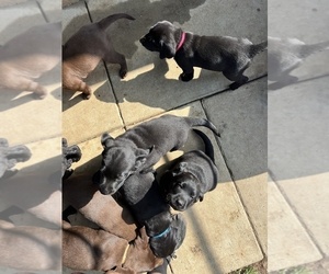 Labrador Retriever Puppy for sale in WHITTIER, CA, USA