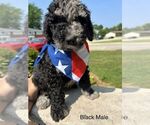 Small #27 Bernedoodle