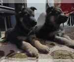 Small Photo #10 German Shepherd Dog Puppy For Sale in FENNVILLE, MI, USA