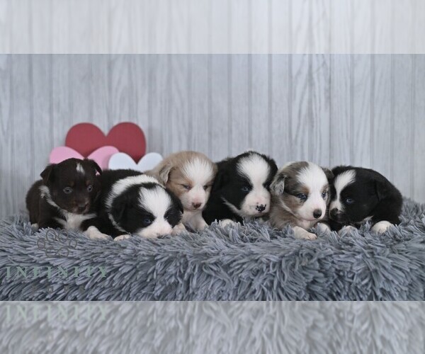 Medium Photo #2 Miniature Australian Shepherd Puppy For Sale in REBERSBURG, PA, USA