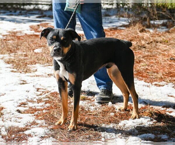 Medium Photo #4 Rottweiler-Unknown Mix Puppy For Sale in Glen Allen, VA, USA