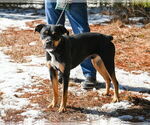Small #3 Rottweiler Mix