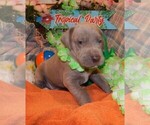 Small Photo #119 Great Dane Puppy For Sale in SPRAGGS, PA, USA