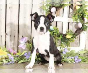 Boston Terrier Puppy for sale in MOUNT VERNON, OH, USA