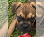 Small #8 French Bulldog