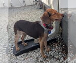 Small #3 Beagle