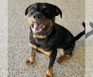 Kilough - Male Rottweiler Dog for Adoption - Photo #2