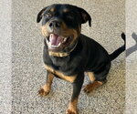Small Photo #2 Rottweiler Puppy For Sale in Mooresville, NC, USA