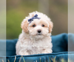 Small #1 Maltipoo (Miniature)