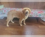 Small #3 Golden Retriever