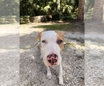 Small #4 Catahoula Leopard Dog Mix