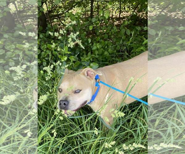 Medium Photo #2 American Pit Bull Terrier-Eurasier Mix Puppy For Sale in Front Royal, VA, USA