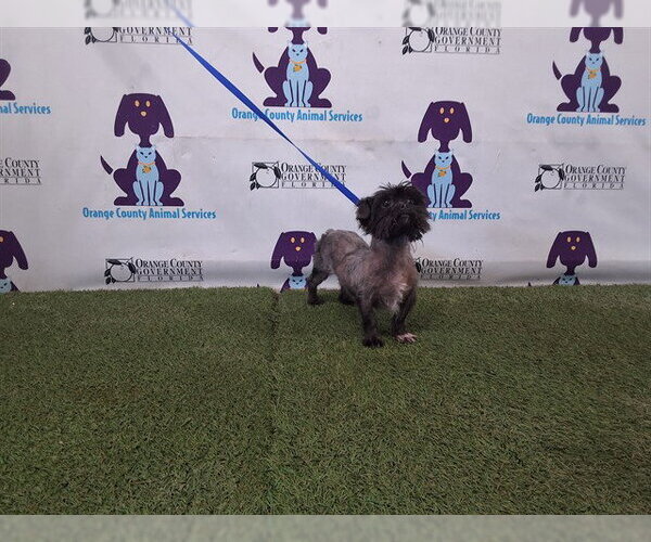 Medium Photo #1 Shih Tzu-Unknown Mix Puppy For Sale in Orlando, FL, USA