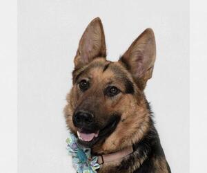 German Shepherd Dog Dogs for adoption in Santa Barbara, CA, USA