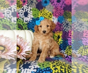 Pookimo Puppy for sale in NEW PROVIDENCE, PA, USA