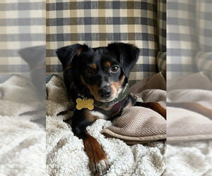Thor - Male Chihuahua-Unknown Mix Dog for Adoption - Photo #2