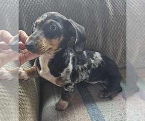 Dachshund Puppy for sale in MOLALLA, OR, USA