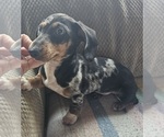 Small Photo #1 Dachshund Puppy For Sale in MOLALLA, OR, USA