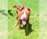 Small #3 American Pit Bull Terrier Mix