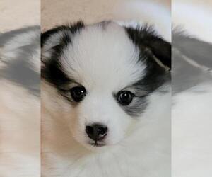 Pomsky Puppy for sale in FORT MYERS, FL, USA