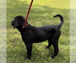 Small #3 Labrador Retriever