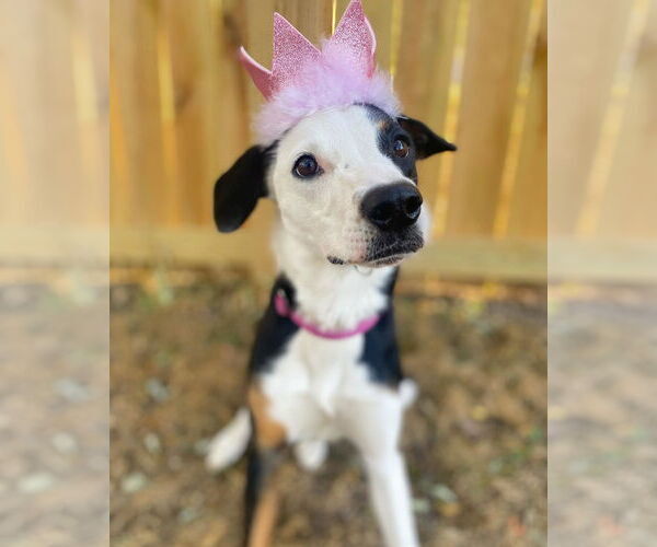 Medium Photo #1 Beagle-Border Collie Mix Puppy For Sale in Belleuve, NE, USA